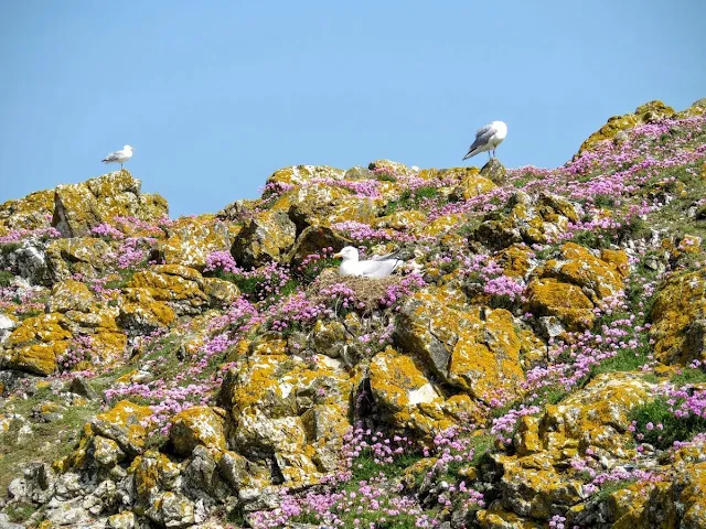 Day trip to Ireland's Eye Island - seagulls, wildflowers, and lichen