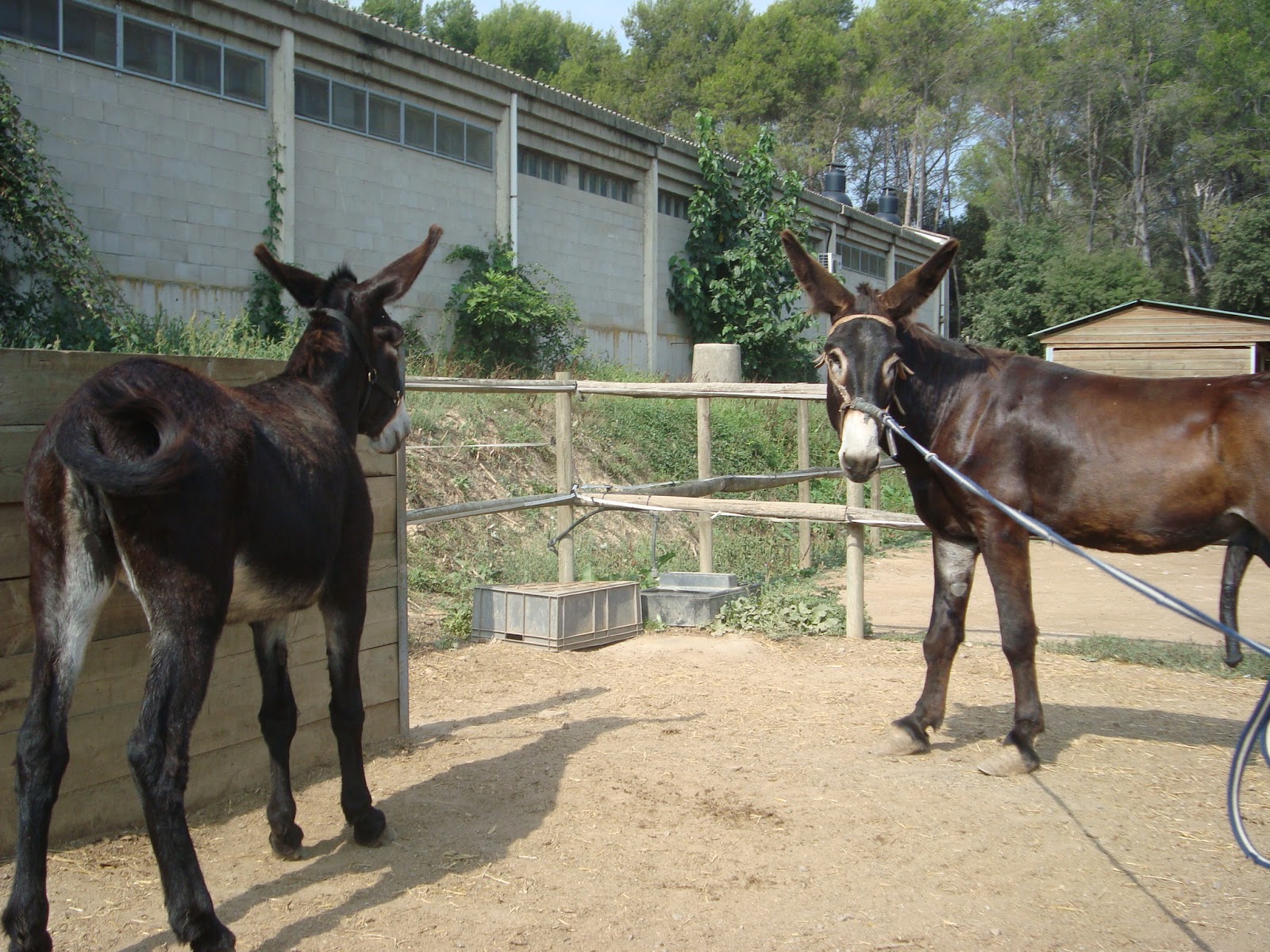 CATALONIAN DONKEYS' REPRODUCTION AT AUTONOMOUS UNIVERSITY OF BARCELONA Make your passion be