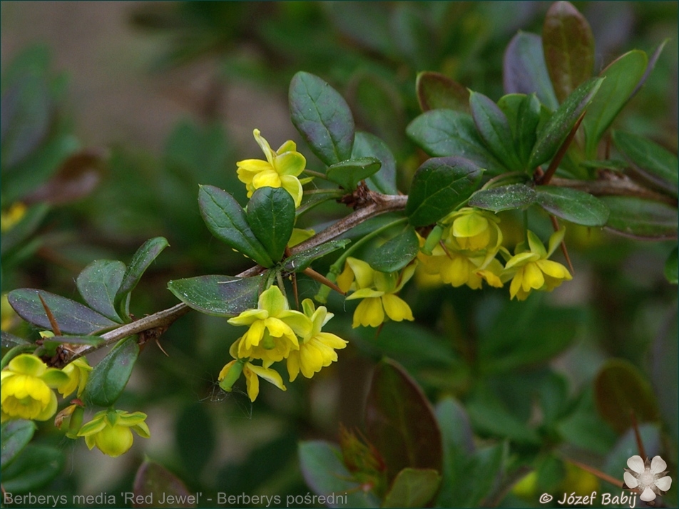 Berberis media 'Red Jewel' - Berberys pośredni 'Red Jewel' 