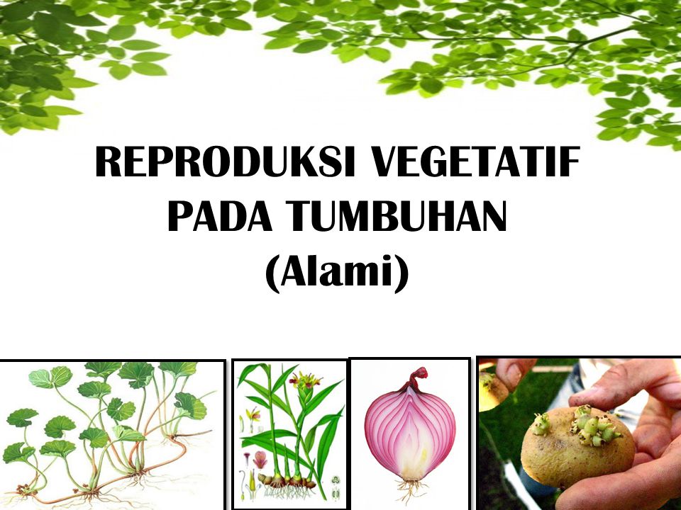 Generatif Dan Vegetatif Tanaman Budidaya Tanaman