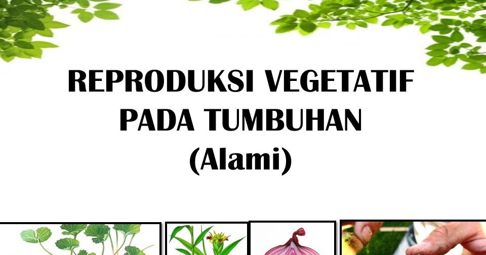 Generatif Dan Vegetatif Tanaman