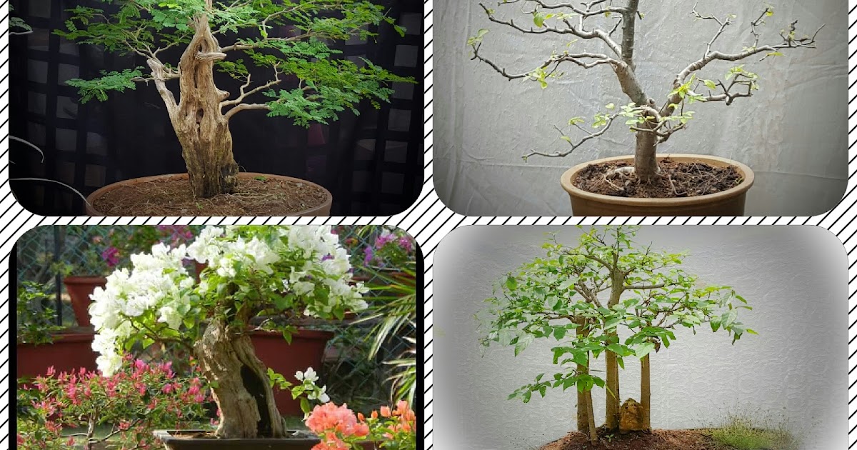 Bodhi Bonsai, Chennai, India