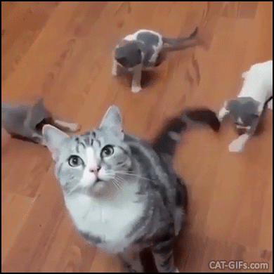 Funny Cat GIF • 3 Kitties playing hard with Mom's tail. Best and cheapest cat toy Funny Cat GIF • 3 Kitties playing hard with Mom's tail. Best and cheapest cat toy
