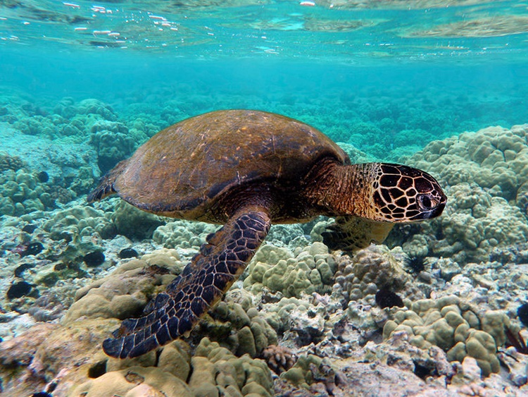 Anmth Green Sea Turtles Wallpapers