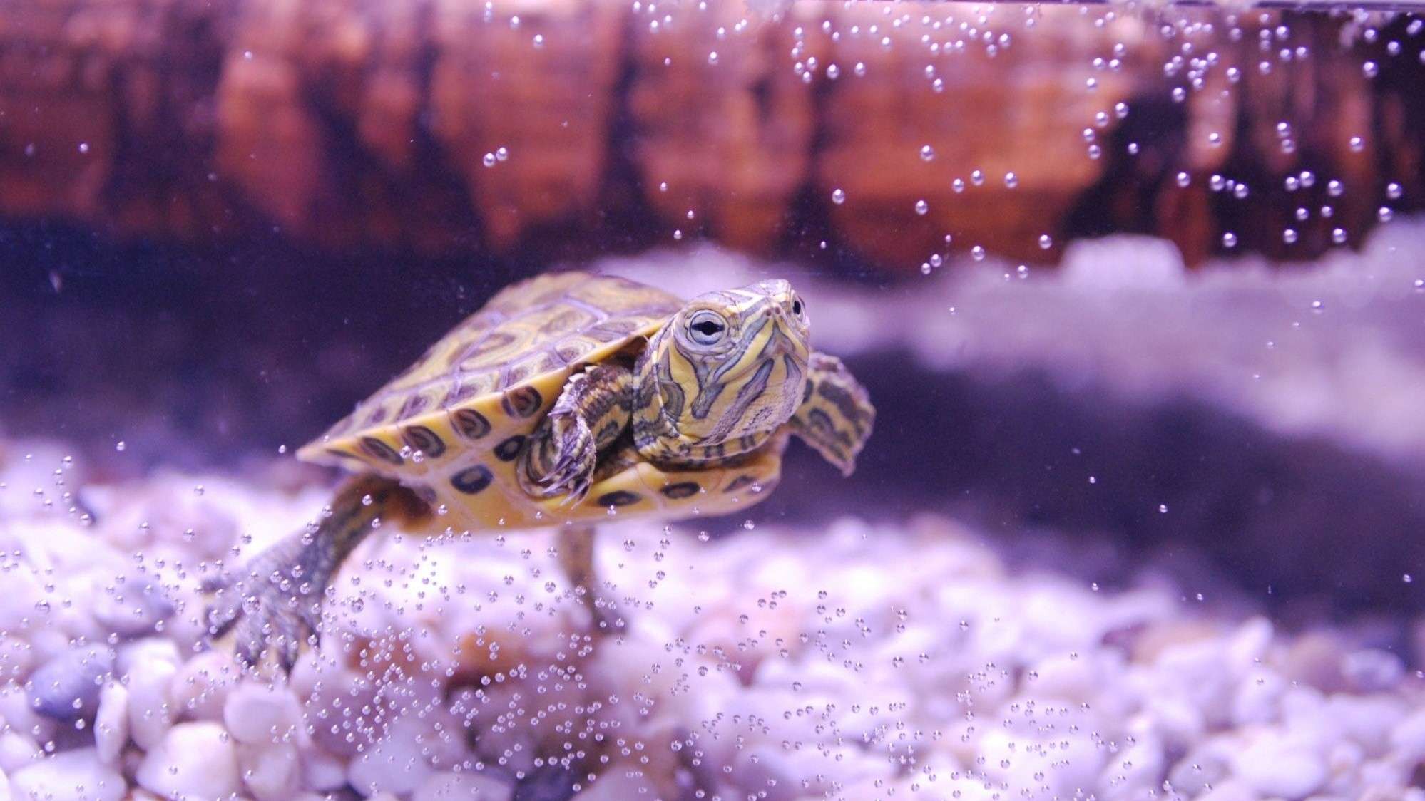 Top 10 Best Filter System For Turtles Buyer's Guide 😍🔥