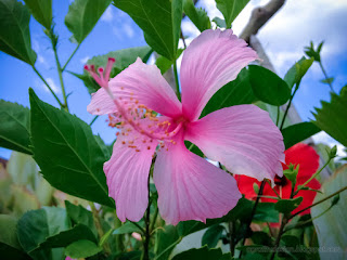 Sweet White Pink Flower And Fresh Leaves Of Hibiscus Or Rose Mallow Plants In The Garden At The Village