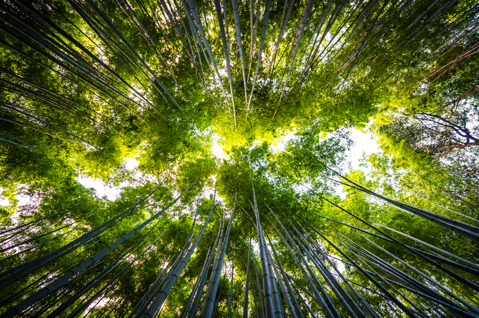 bambu hijau