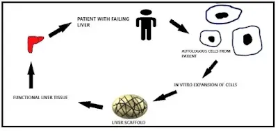 An Introduction To Liver Tissue Engineering(#biochemistry)(#tissueengineering)(#biology)(#ipumusings)#biotechnology