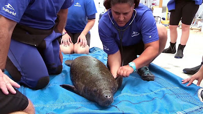 Sea World employees give medical care to a manatee in a movie still for the 2020 documentary "Escape from Extinction."