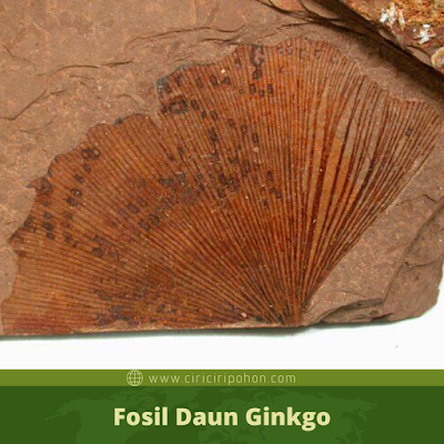 Fosil Daun Ginkgo