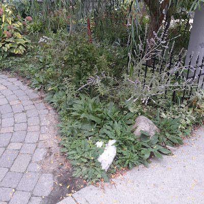 East York Toronto Front Garden Renovation Before by Paul Jung Gardening Services--a Toronto Organic Gardening Company