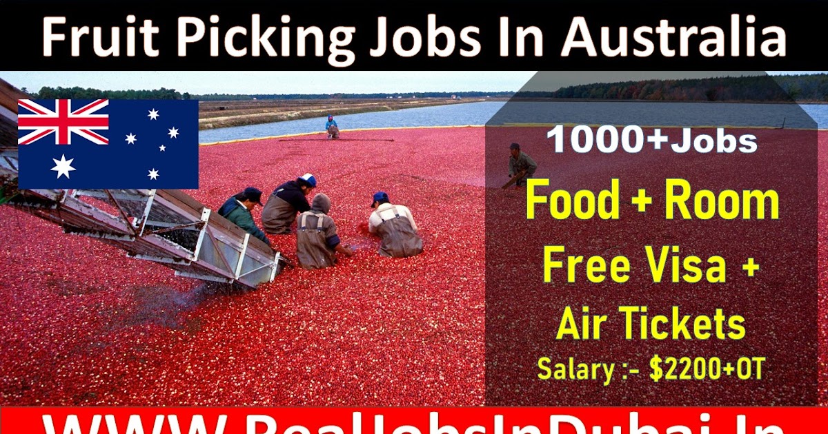 Fruit Picking Jobs In Australia 2021