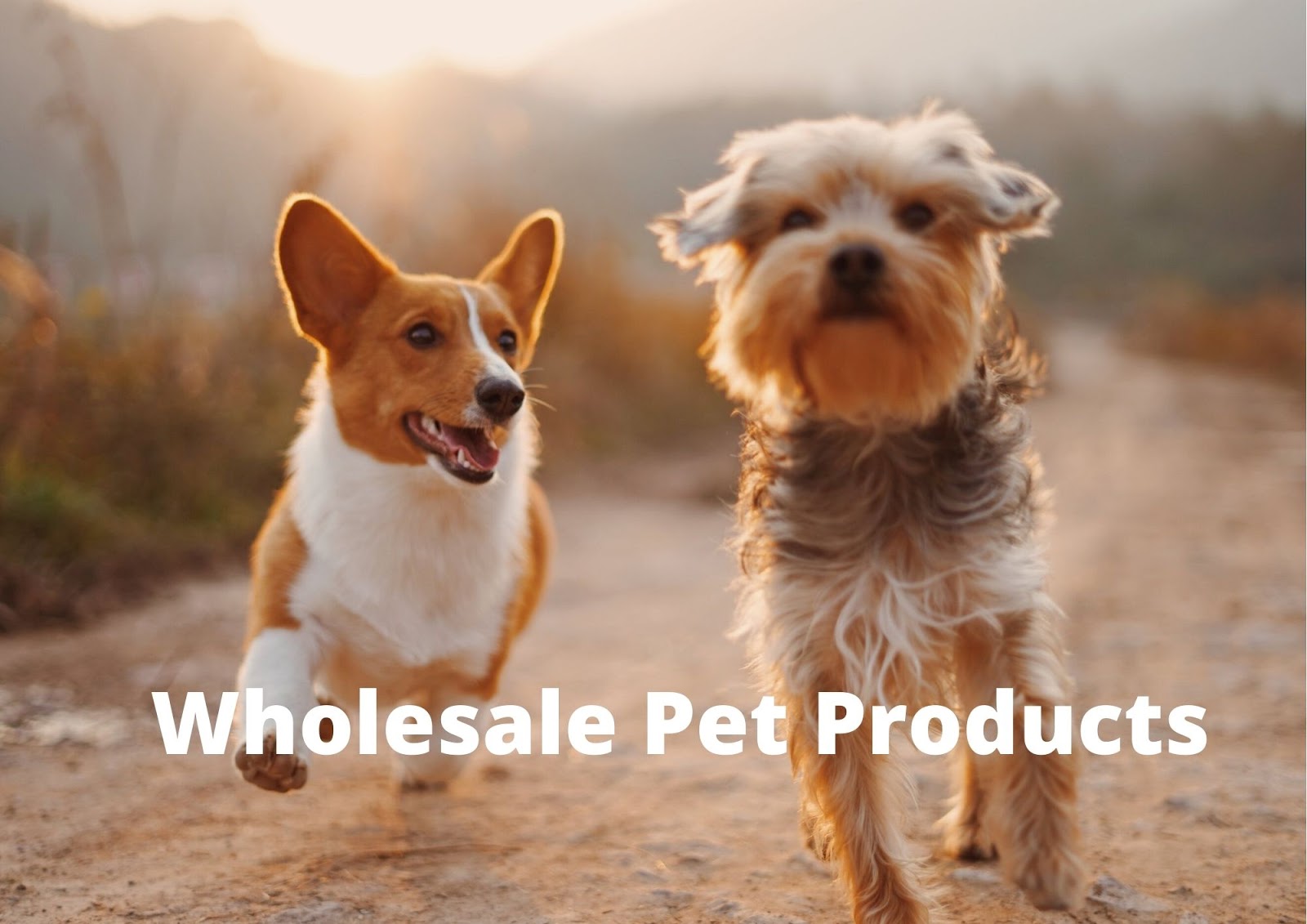 A Guide To Buying Pet Products at Wholesale Price Rate
