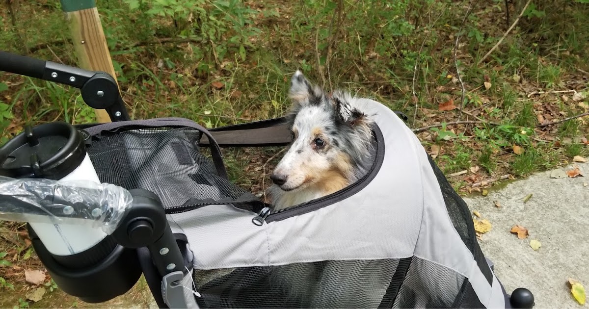 4 Dog Craziness Walking Java