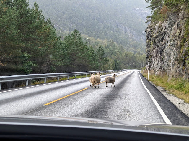 Norway Road Trip: Sheep in the road