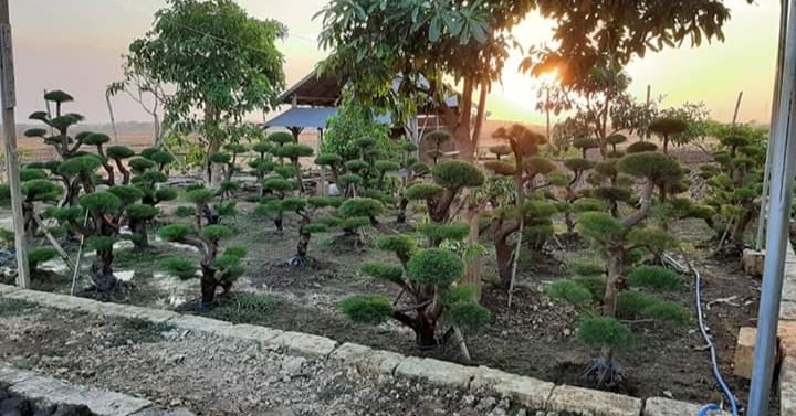  Jenis dan harga  bonsai untuk taman  rumah  Garden Style 