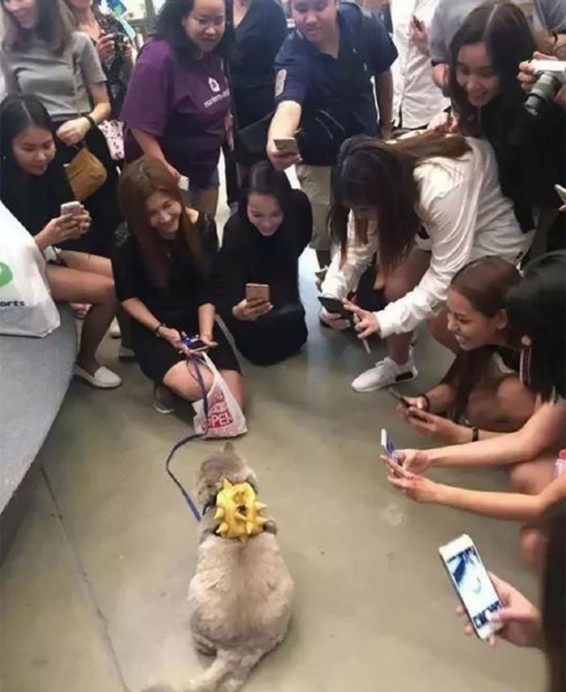 Si Bone Bone Kucing Paling Ganteng Dan Terkenal Di Thailand News Asik