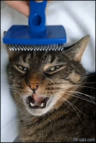 Funny Cat GIF • Dramatic cat mesmerized by hair brushing. So funny reaction, haha [ok-cats.com]