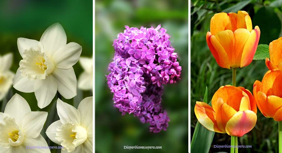Test: ¿Qué dice la elección de tu flor sobre tu personalidad? Test: ¿Qué dice la elección de tu flor sobre tu personalidad?