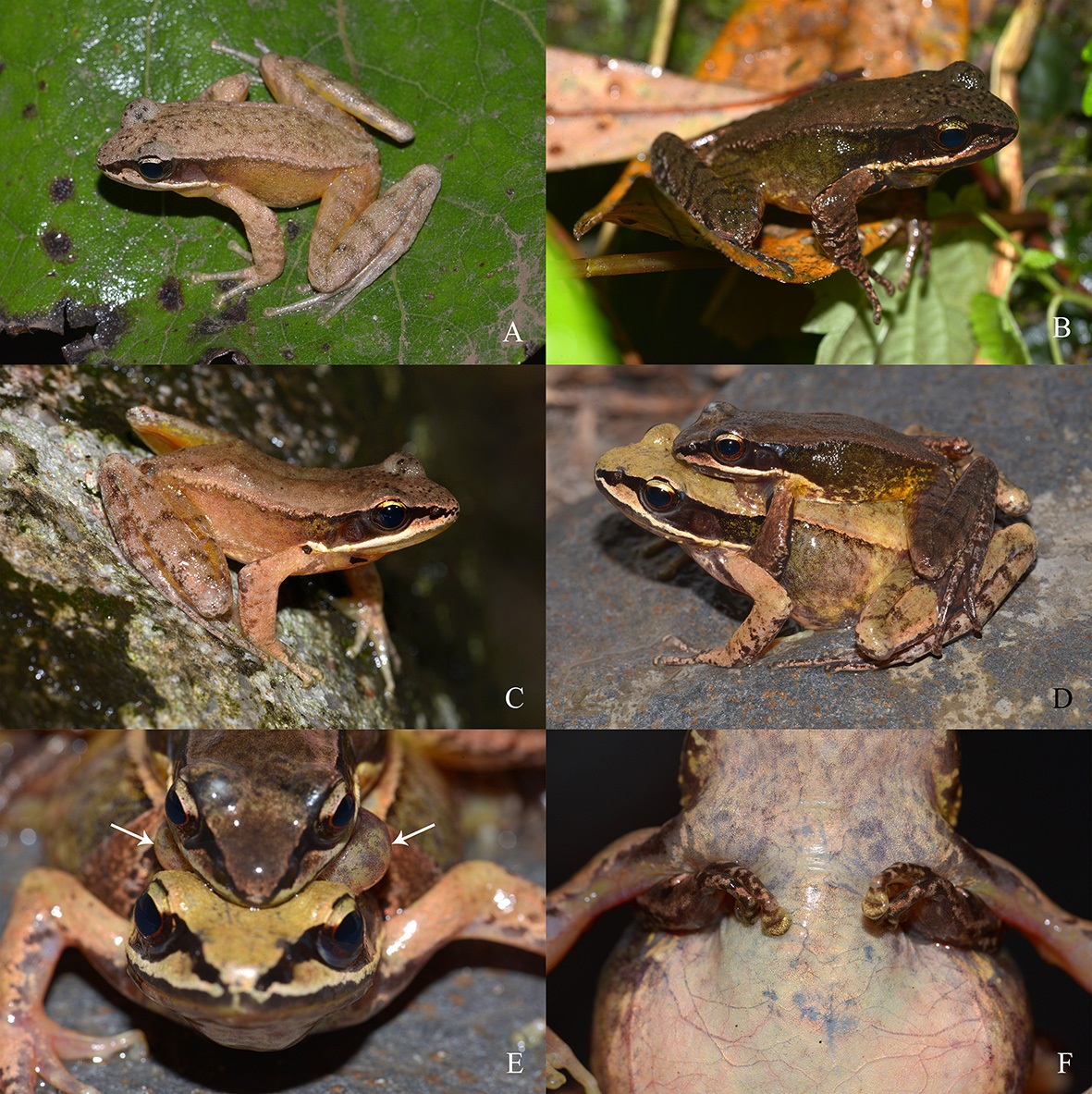 Species New to Science [Herpetology • 2021] Amolops chaochin