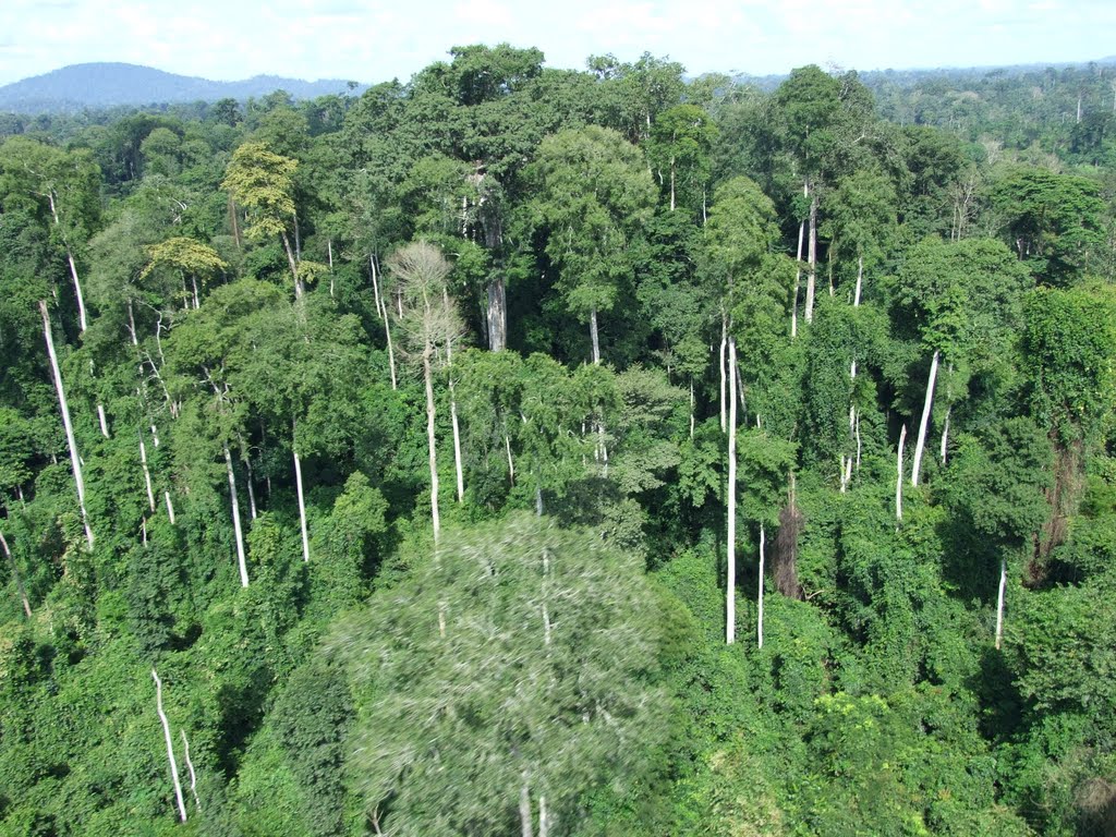 Saving Ghana’s forest and reducing emissions Is REDD+ the solution?