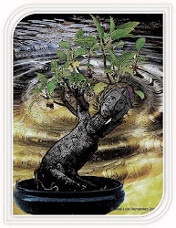 En "Mi mundo manual y artístico", bonsai La sombra del Ombú