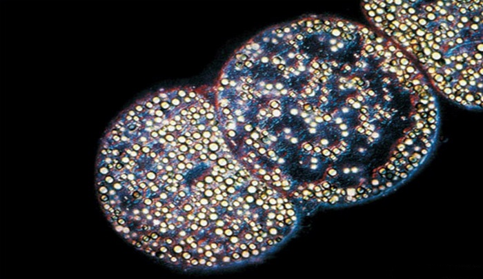 10 Organisme atau Makhluk Hidup yang Mampu Bertahan Hidup Di Tengah Kondisi Esktrem, Mikroba di Pedalaman Laut