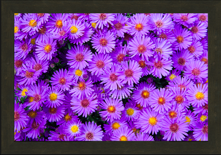 New England Aster _7863
