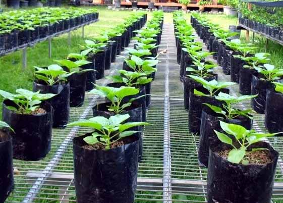 media tanam cabe hias