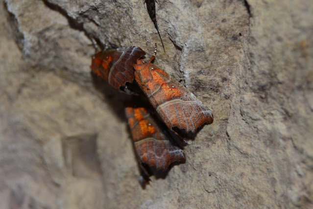 Scoliopteryx libatrix Scoliopteryx libatrix
