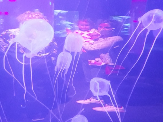 family seen through jelly fish tank