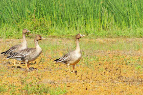 three Bean Geese, field, birds, wildlife
