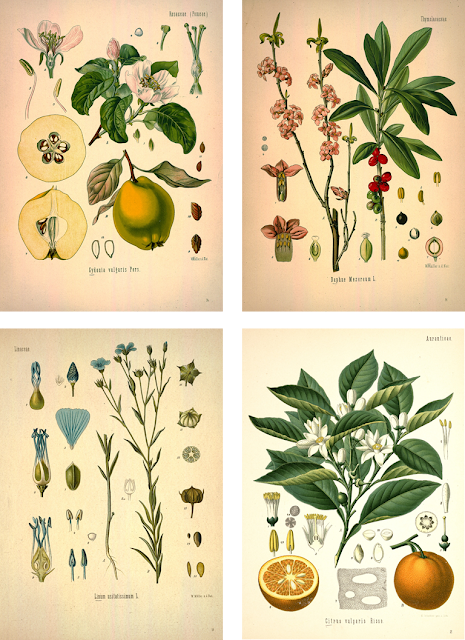 Vintage Botanical Prints | ChippaSunshine