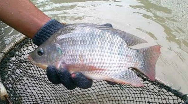 5 Cara Ampuh Memancing Ikan Nila Yang Besar Di Kolam Pemancingan - Tiga  Ribu Net