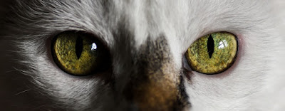 alt="ojos color oliva y limpios de un gato"