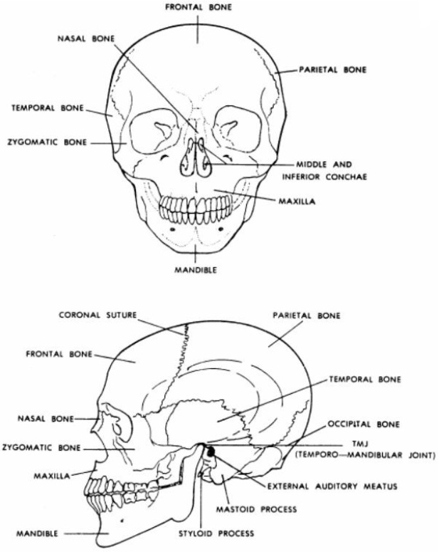 Sugar & Spice in the land of Balls & Sticks: Halloween Wall Art + Free