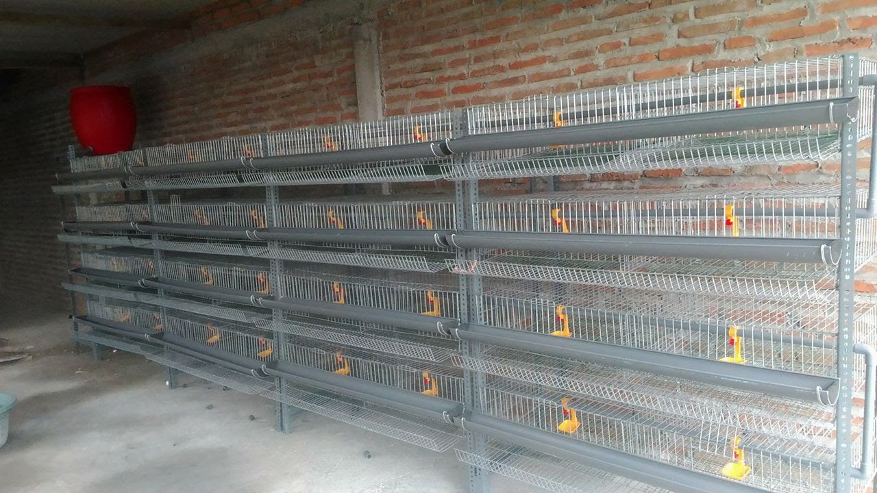 KANDANG PUYUH GALVANISH