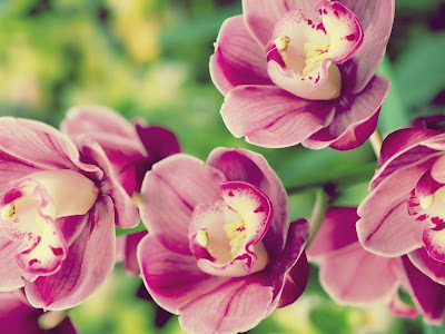 orquideas-de-color-rosa