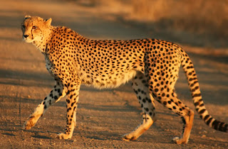 Çita (Acinonyx jubatus)
