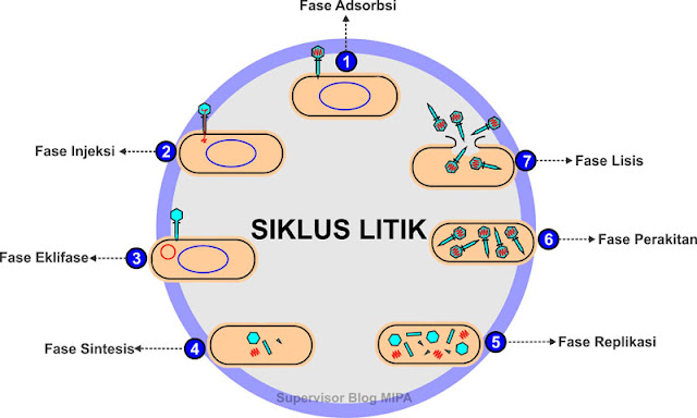 daur atau siklus litik/lisis pada reproduksi atau replikasi virus