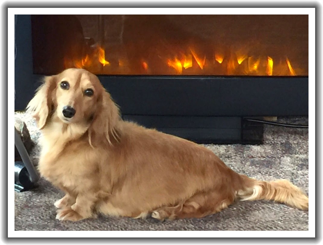 Long Hair Dams Reevesdachs Miniature Dachshunds