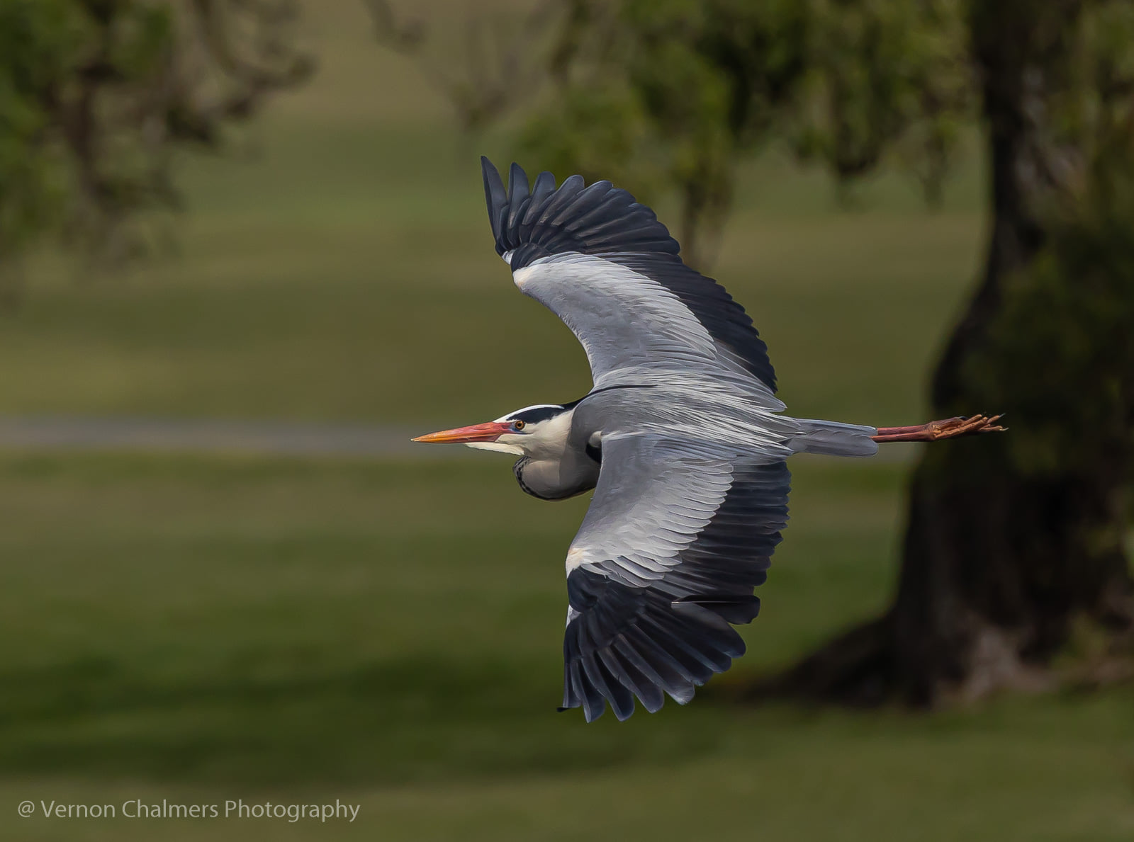 Vernon Chalmers Photography: Canon EOS R6 Field Testing Courtesy of