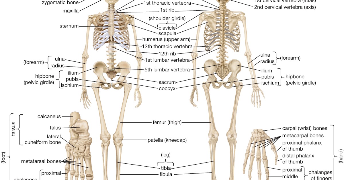 Hadis Rasulullah ini menyebutkan jumlah sendi pada tubuh manusia