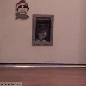Funny cats - part 335, funny cat gif, best cat picture, cat photos