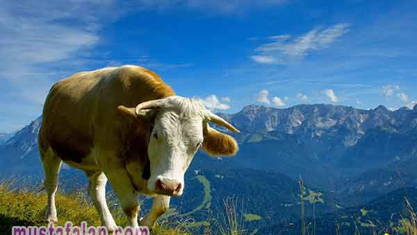 Doa Menyembelih Hewan Qurban Arab Latin dan Artinya