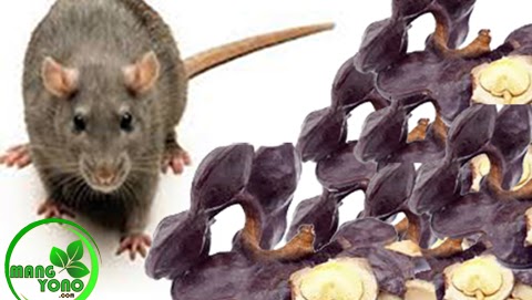 Cara Mengusir Tikus Dengan Buah Jengkol Cara Mengusir Tikus Dengan Buah Jengkol