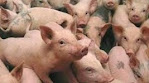 pemilihan bibit babi dan macam-macam perkandangan babi