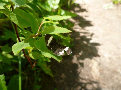 Trichodezia albovittata - White-striped Black Moth