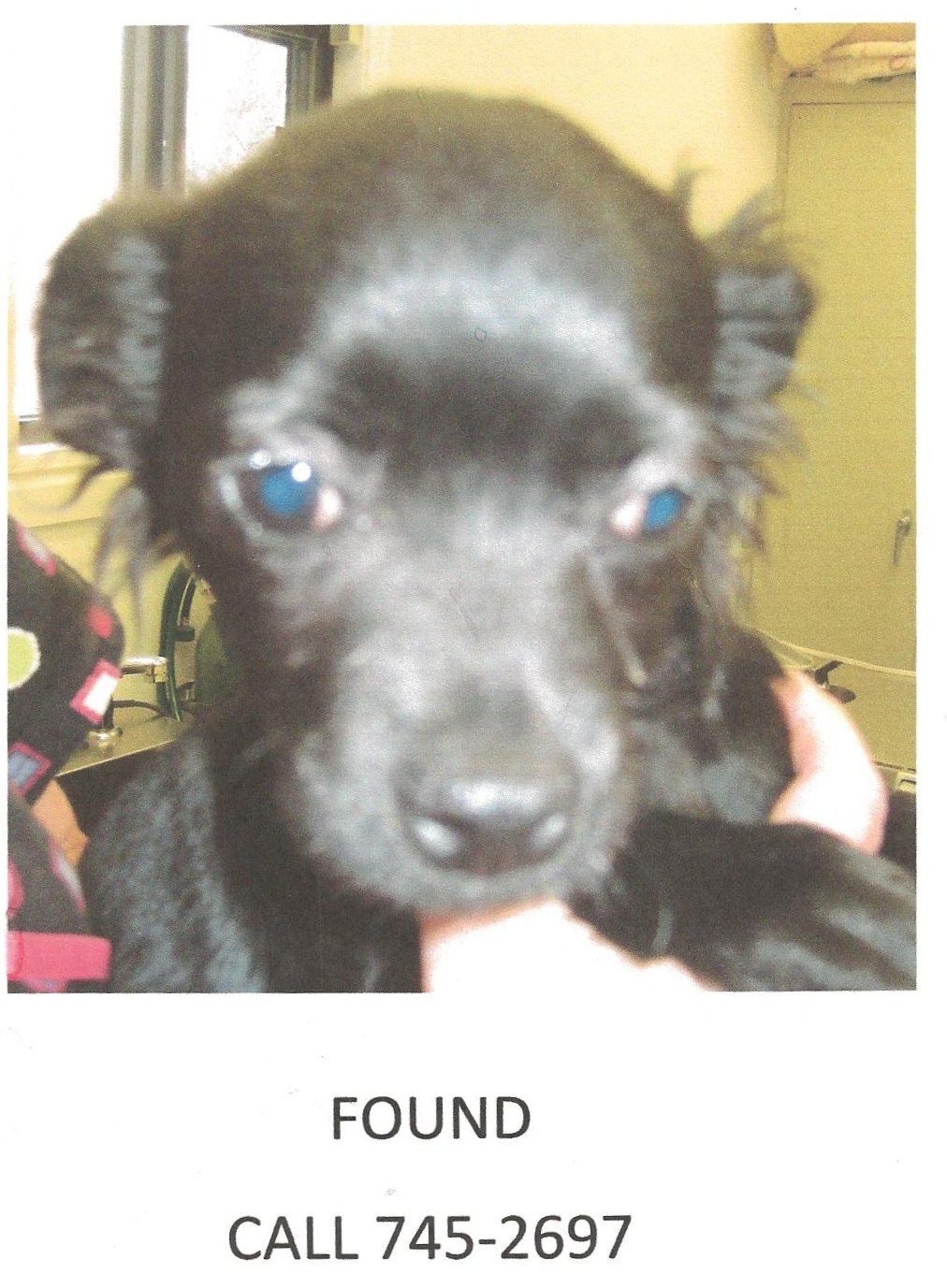 Ogden Valley Utah Forum Lost and Found Dogs Do you recognize these pets?