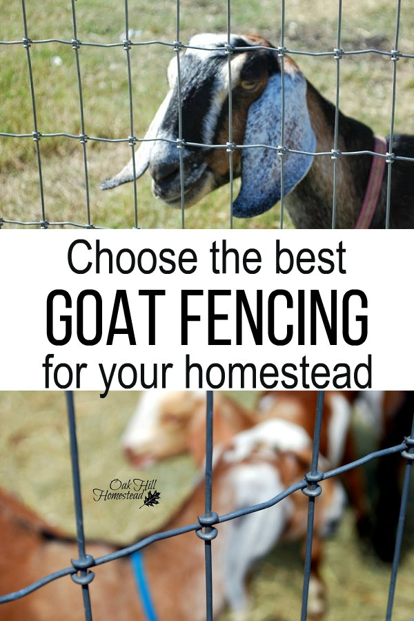 The Best Fencing for Goats Oak Hill Homestead
